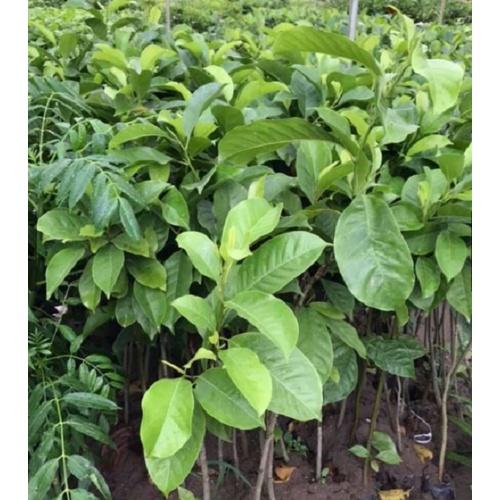 Cây dổi ghép