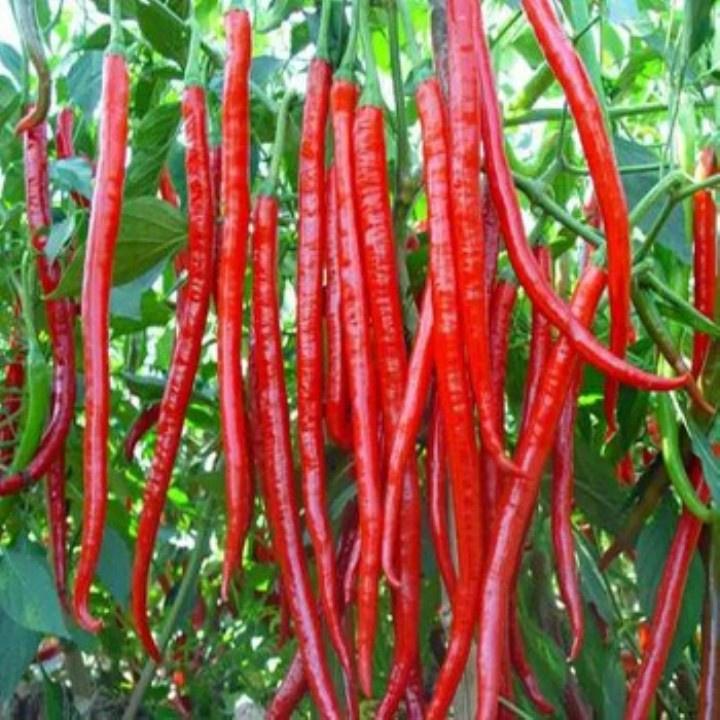 Hạt giống ớt chỉ địa- gói 30 hạt/tặng kèm gói phân bón lót