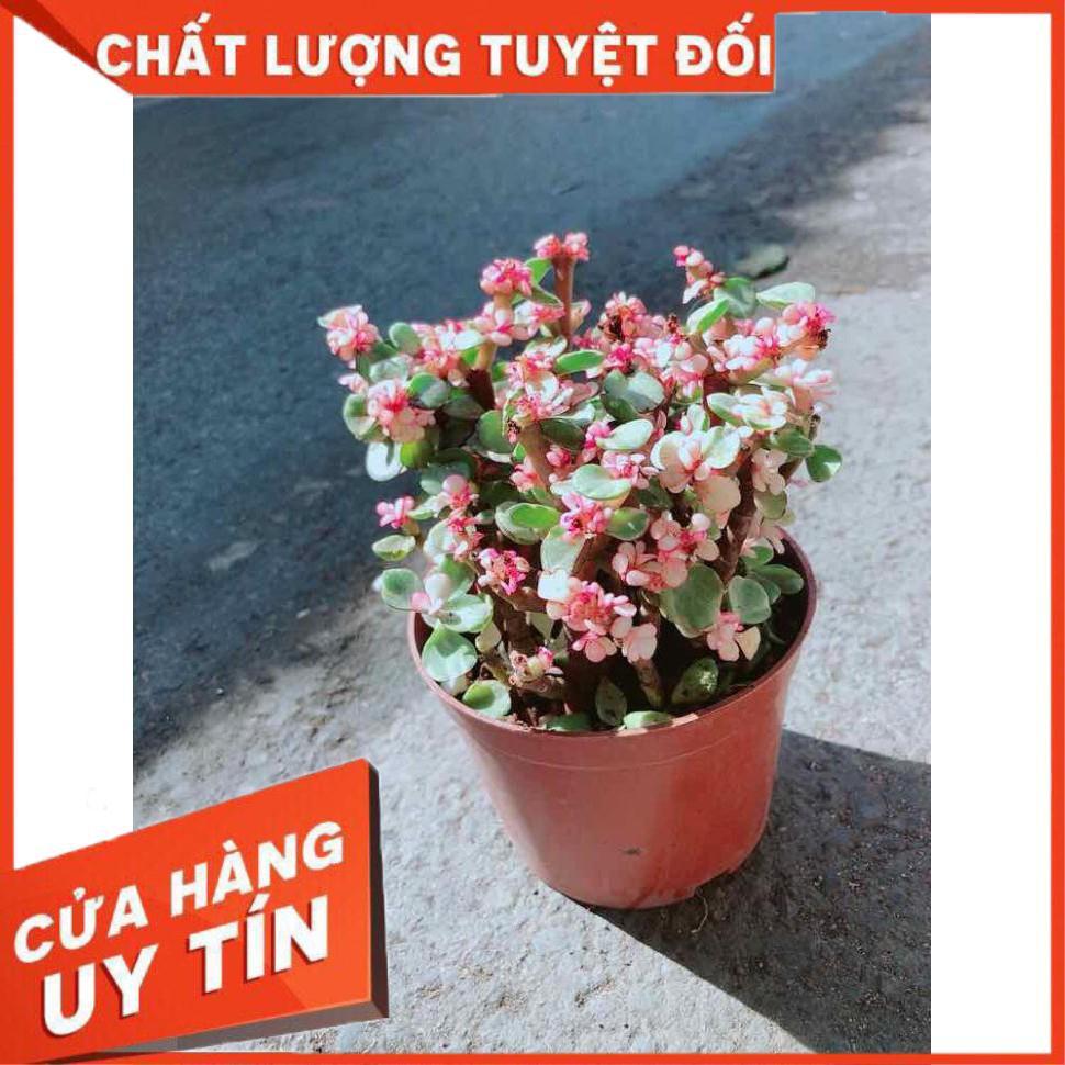 Đô La Hồng Nhiều Người Mua