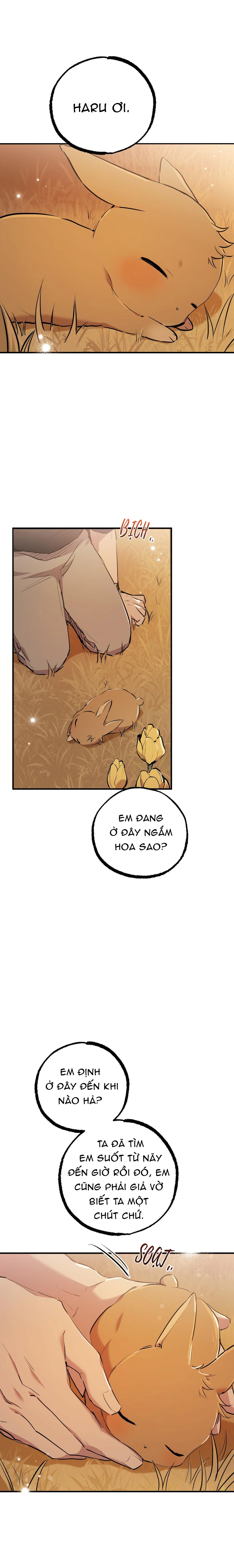 những chú thỏ của hapypy chapter 23 22