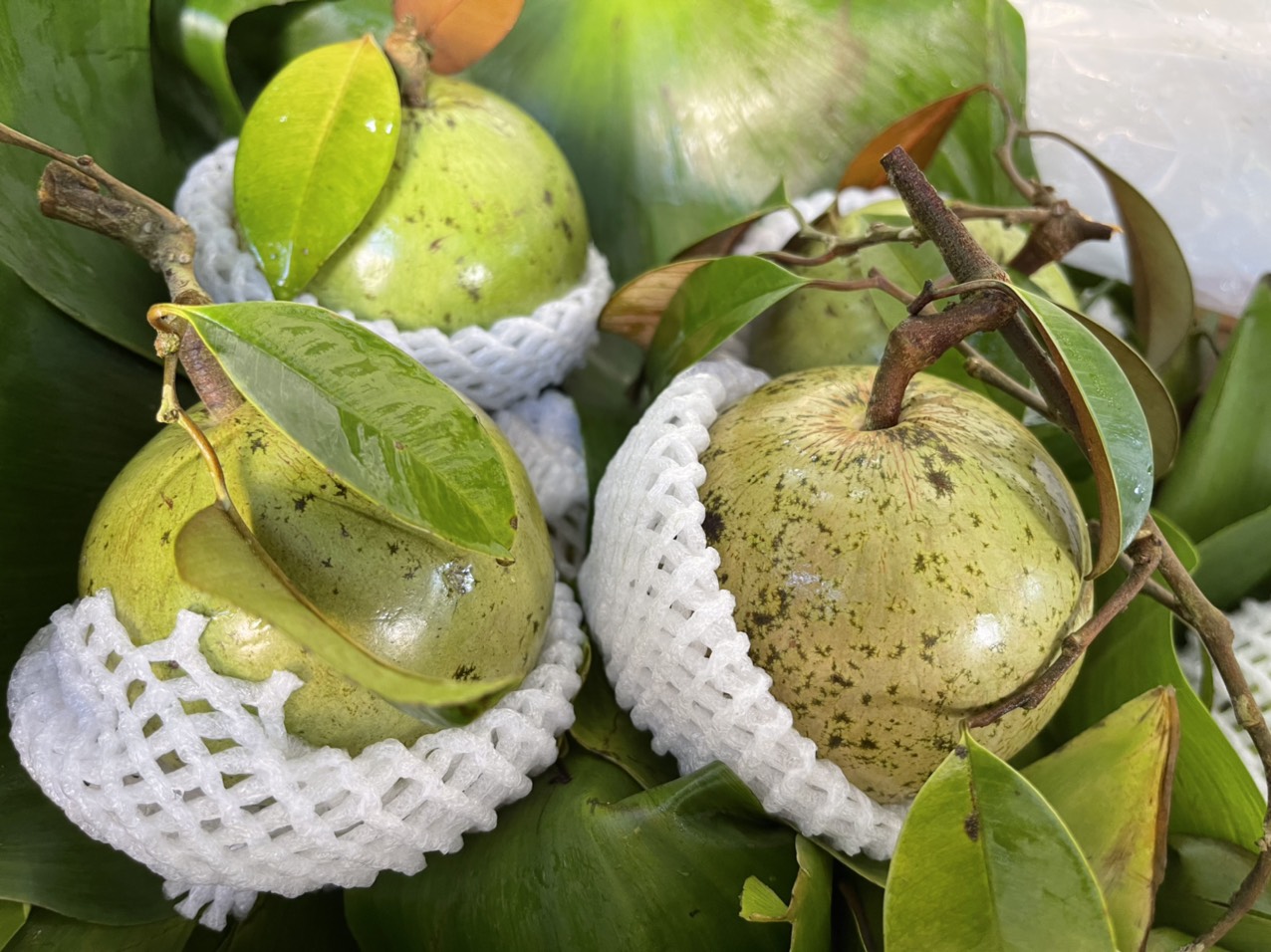 Vú sữa Lò Rèn