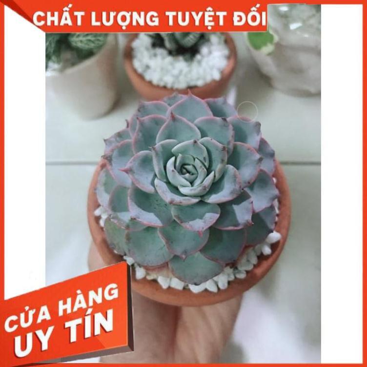 Combo hai chậu sen đá Nhiều Người Mua