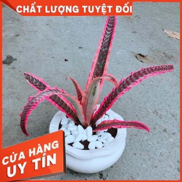Chậu Cây Dứa Nữ Hoàng