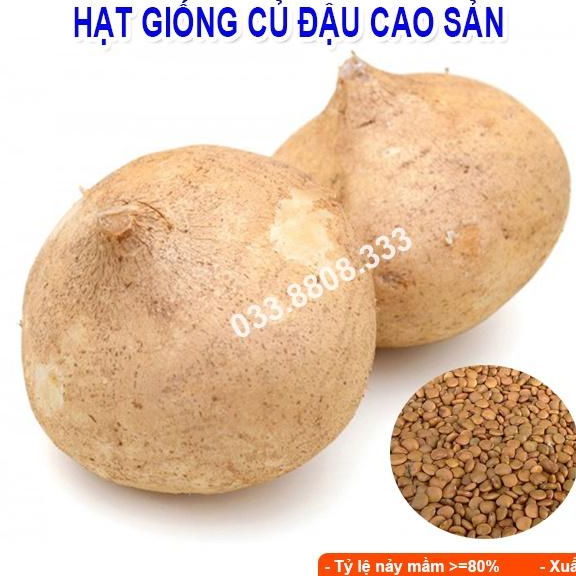 HẠT GIỐNG CỦ ĐẬU 1KG - CỦ TO ĐẸP ĐỀU , TỶ LỆ NẢY MẦM CAO