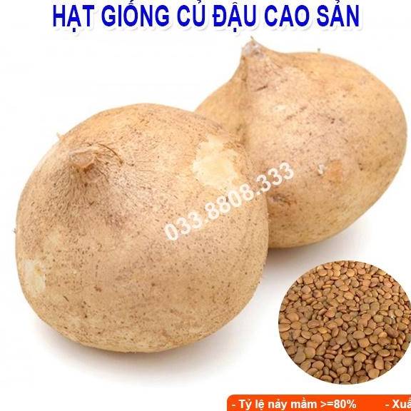 HẠT GIỐNG CỦ ĐẬU 100gram - Hạt giống tốt tỷ lệ nảy mầm cao, củ to đẹp