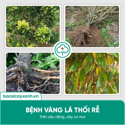 Chế phẩm đặc trị vàng lá, thối rễ, diệt tuyến trùng, kích rễ, tái tạo rễ mới BS03 Physa 250/500g NSX Bacsicayxanh