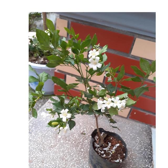 Cây nguyệt quế( cây sẵn nụ hoa như hình 1)