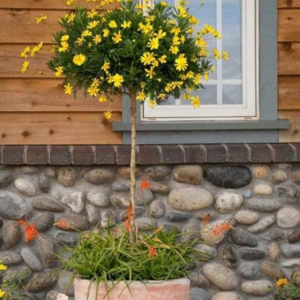 Cúc Thân Gỗ cam kết chất lượng