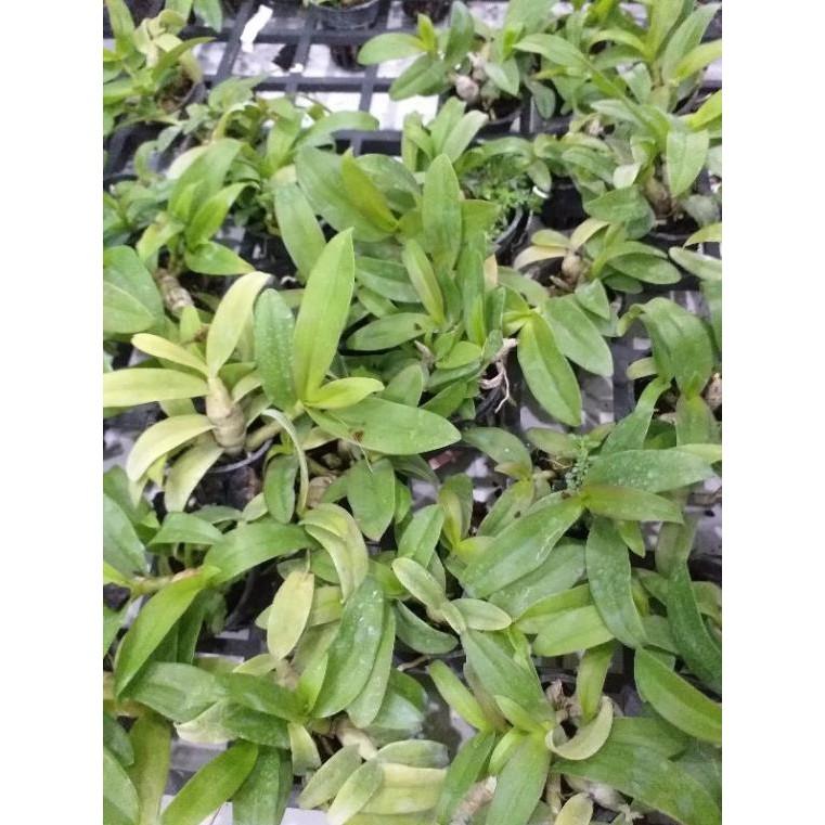 Hoa phong lan - trầm 5ct