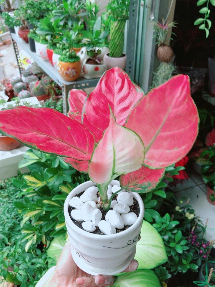 Chậu Cây Vạn Lộc Hồng
