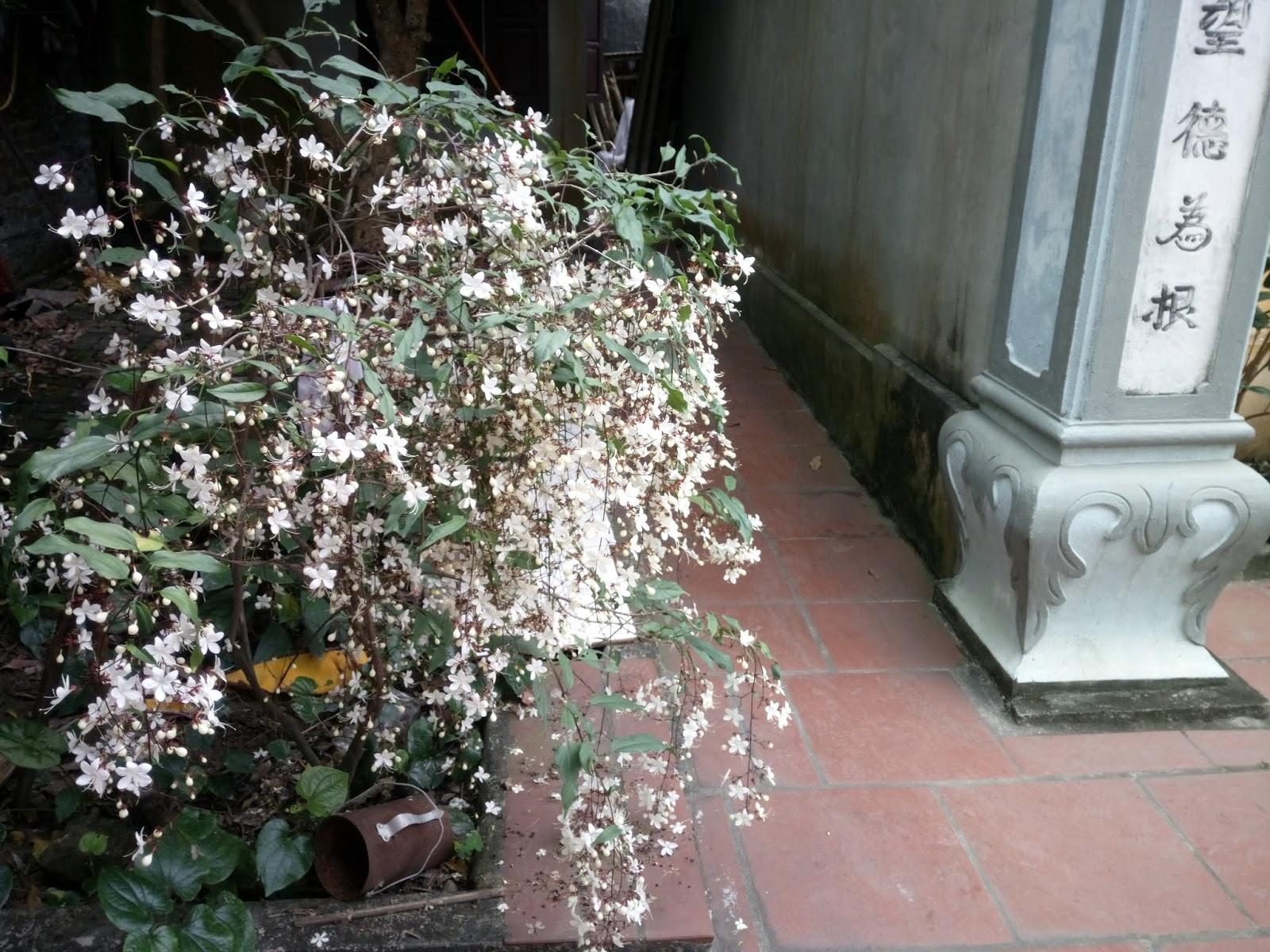 Hoa dạ ngọc minh châu