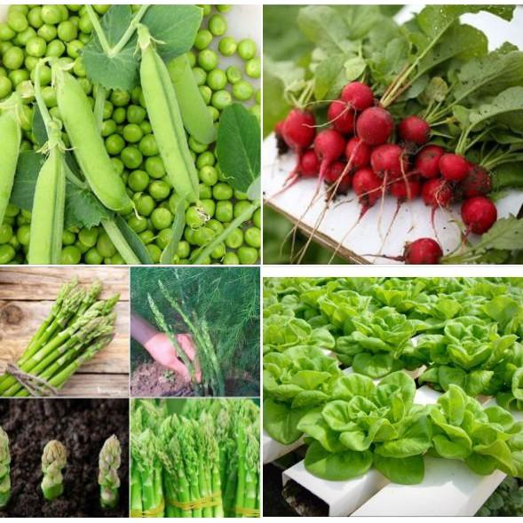 COMBO 4 loại rau củ bốn mùa