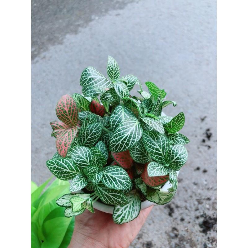 Chậu Cây Cẩm Nhung