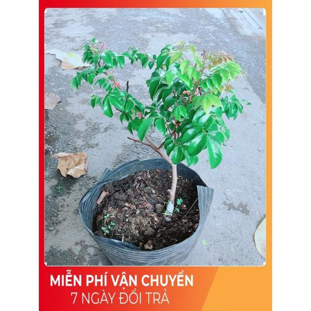 Cây Khế Cho Sai Trái