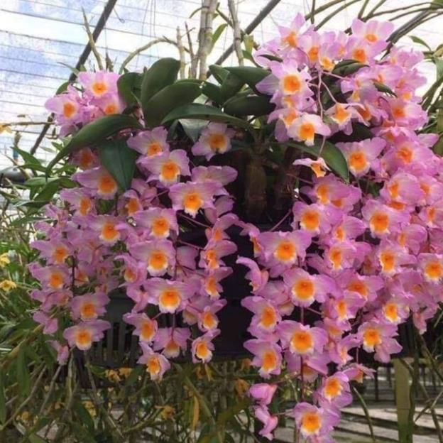 LAN KIỀU TÍM hàng rừng hoa siêu đẹp, gửi đi nguyên GIÒ