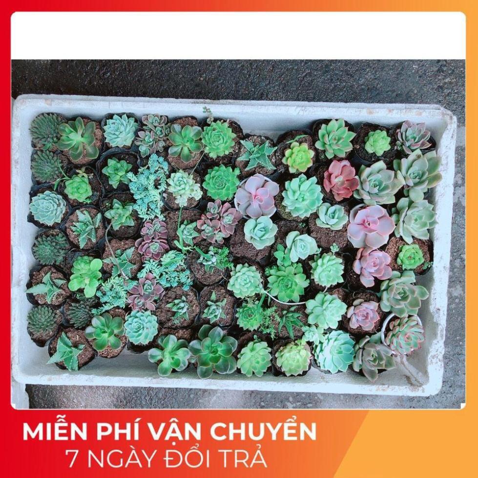 Combo 10 Cây Sen Đá