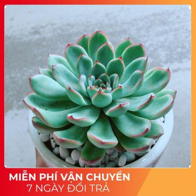 Chậu Sen Đá Viền Hồng