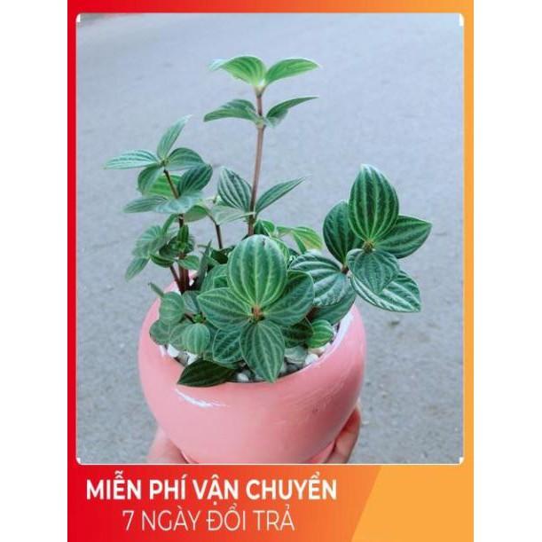 Chậu Cây Kim Cương Hột Xoàn