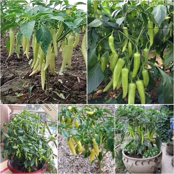 Hạt Giống Ớt Sừng Vàng F1 Siêu Năng Suất - Gói 1Gr