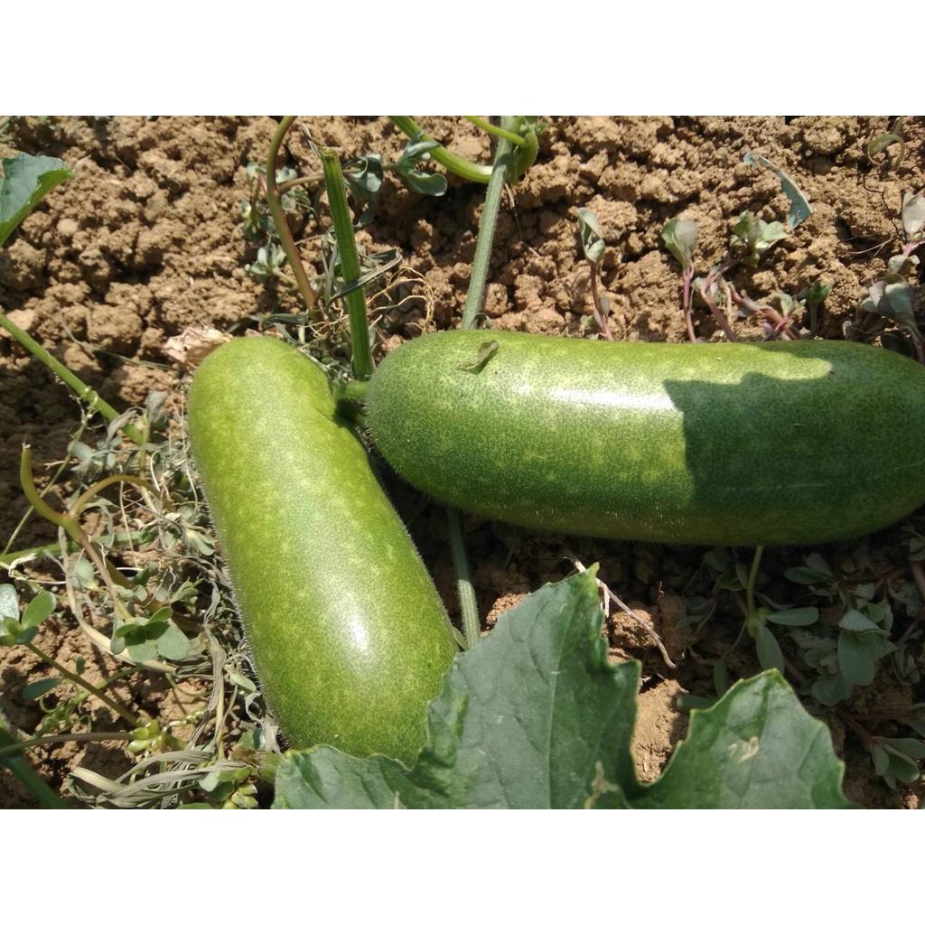Hạt Giống bí đao chanh lai F1 - Agri Wax Gourd 666