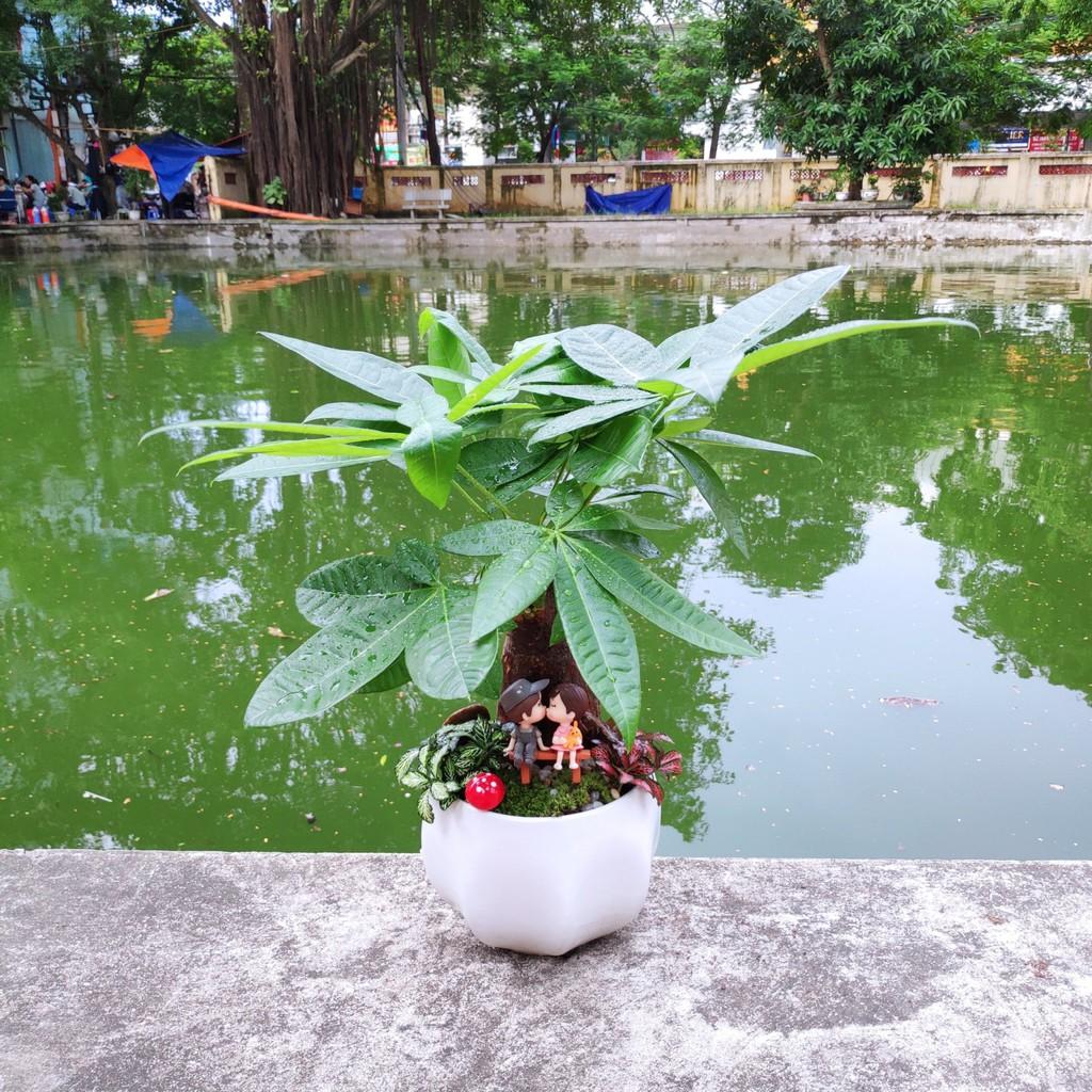 Chậu sứ hình tròn, bóng múi trồng cây, tiểu cảnh, sen đá, xương rồng