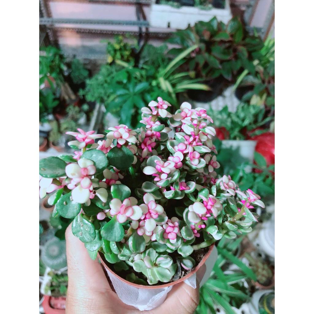 Đô la kiểng kèn chậu sứ Bán Chạy