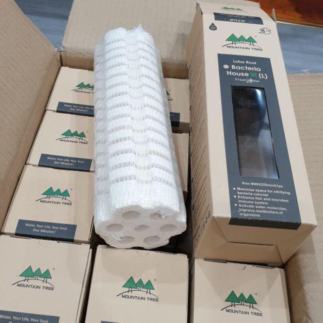 Sứ củ sen soắn ốc thế hệ 3 Mountain tree Root 3