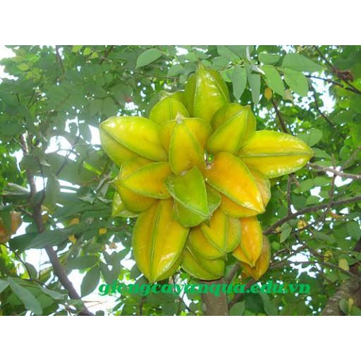 CÂY GIỐNG CÂY KHẾ CHUA, QUẢ SỚM, SIÊU QUẢ