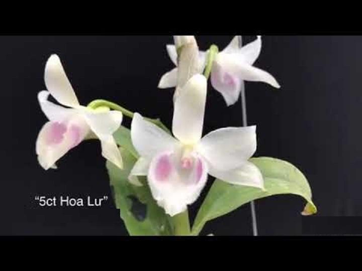 Phi điệp đột biến 5CT HOA LƯ chuẩn giống cam kết chất lượng