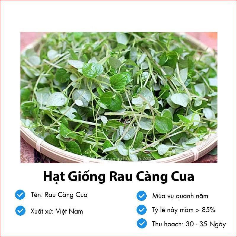 HẠT GIỐNG RAU CÀNG CUA - DỄ TRỒNG DỄ CHĂM SÓC, NĂNG SUẤT CAO NHANH THU HOẠCH