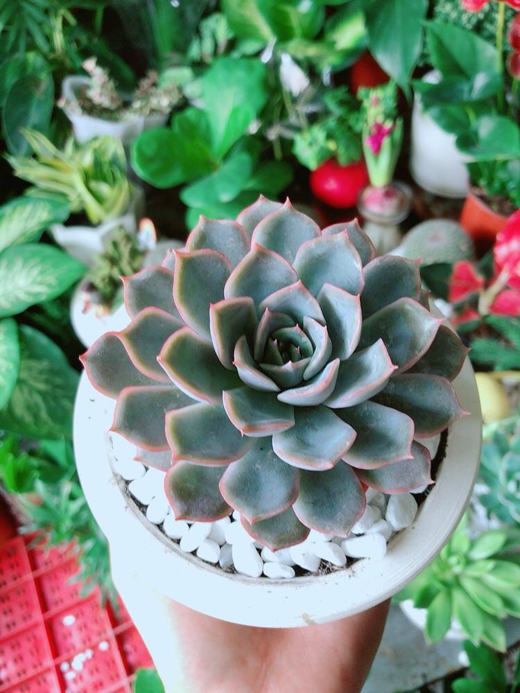 Chậu Sen Đá Tím Cánh Cứng