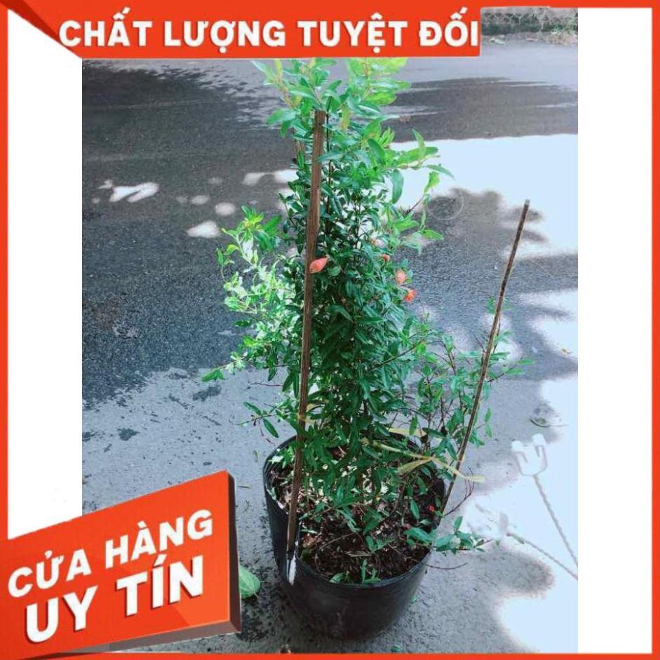 Cây Lựu Cho Nhiều Quả Nhiều Người Mua