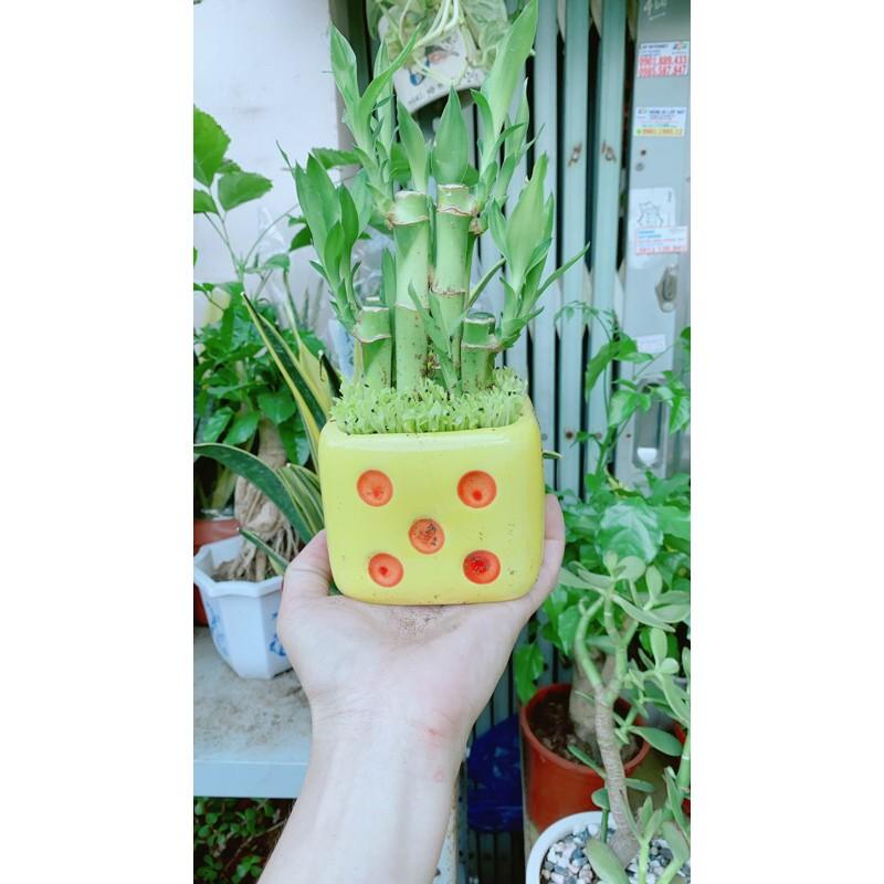Chậu Trúc Phát Tài Xúc Xắc Vàng
