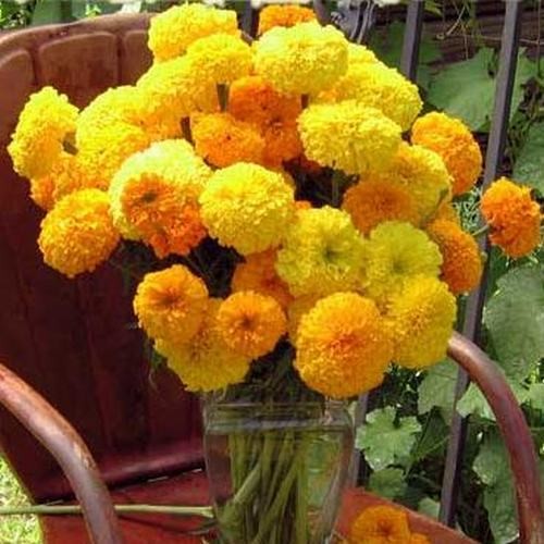Bộ 1 gói Hạt giống hoa cúc vạn thọ mỹ lùn vàng siêu hoa- 30 hạt