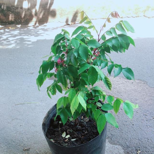 Cây Khế Có Hoa Cho Trái Ngon