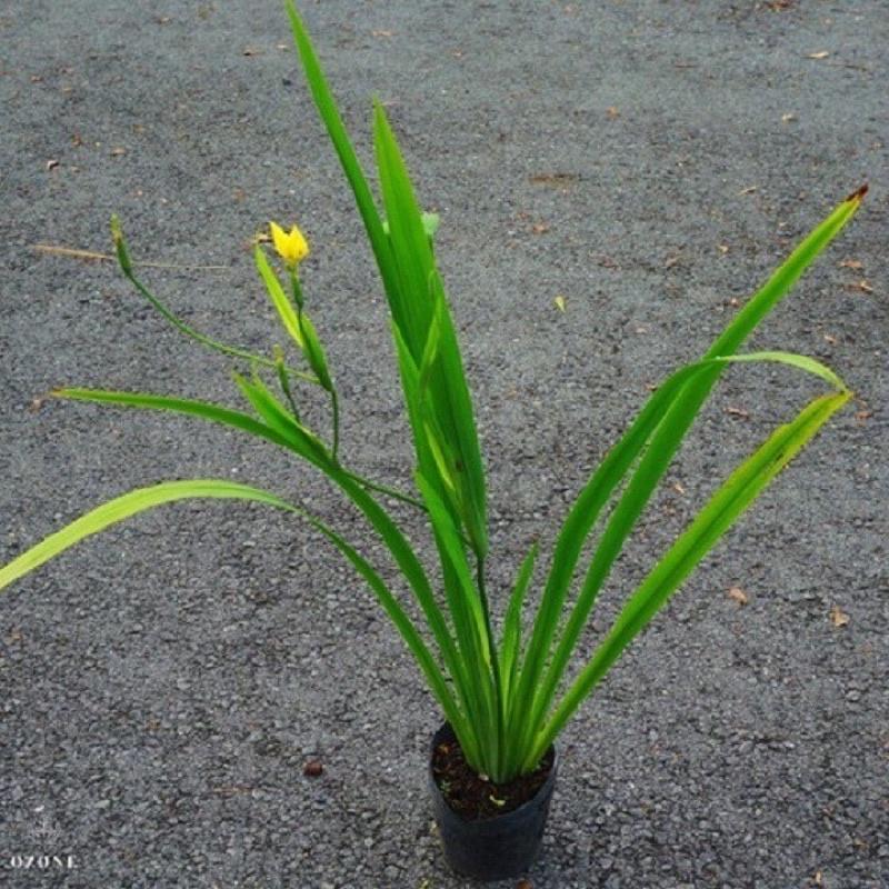 Cây xạ can/ Lan dẻ quạt