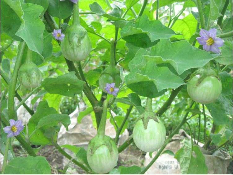 Hạt giống cà dĩa cao sản giống ngắn ngày - năng suất cao VTS017