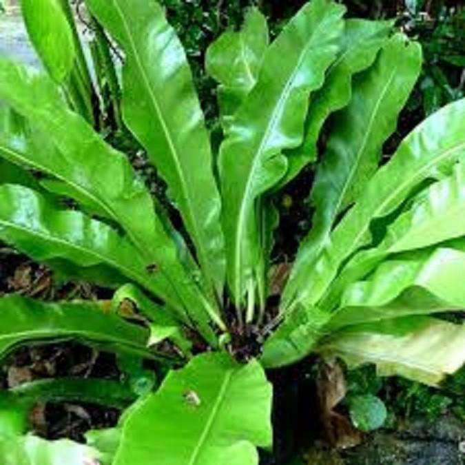 CÂY TỔ QUẠ - CÂY PHONG THỦY