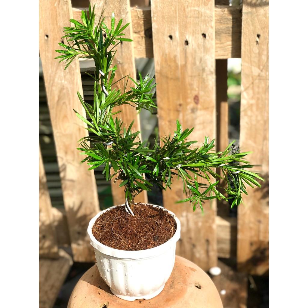 Chậu Bonsai cây Tùng Vạn Niên