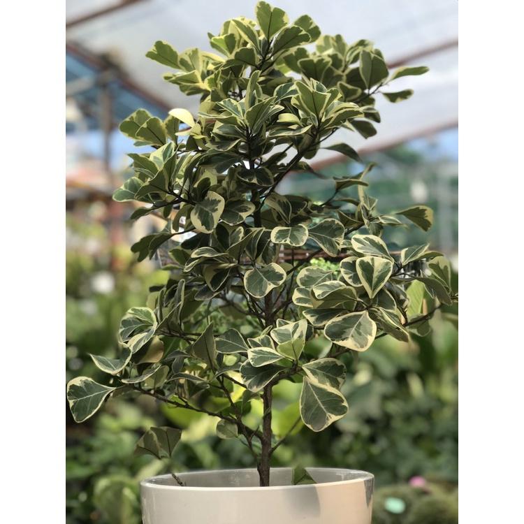 Chậu Cây bàng cẩm thạch lá tim