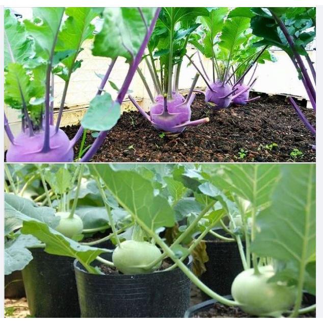 Combo 2 gói hạt giống su hào tím và 1 gói su hào xanh-gói 20 hạt/tặng kèm gói phân bón lót