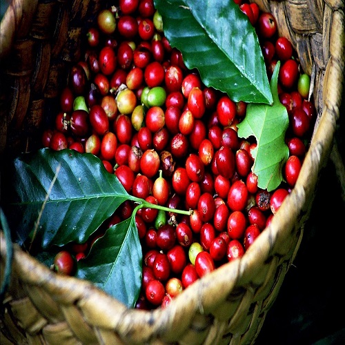 Cà Phê Ngovina - Nguyên Bản 5 – Premium Blend™ – 1Kg Dạng Bột