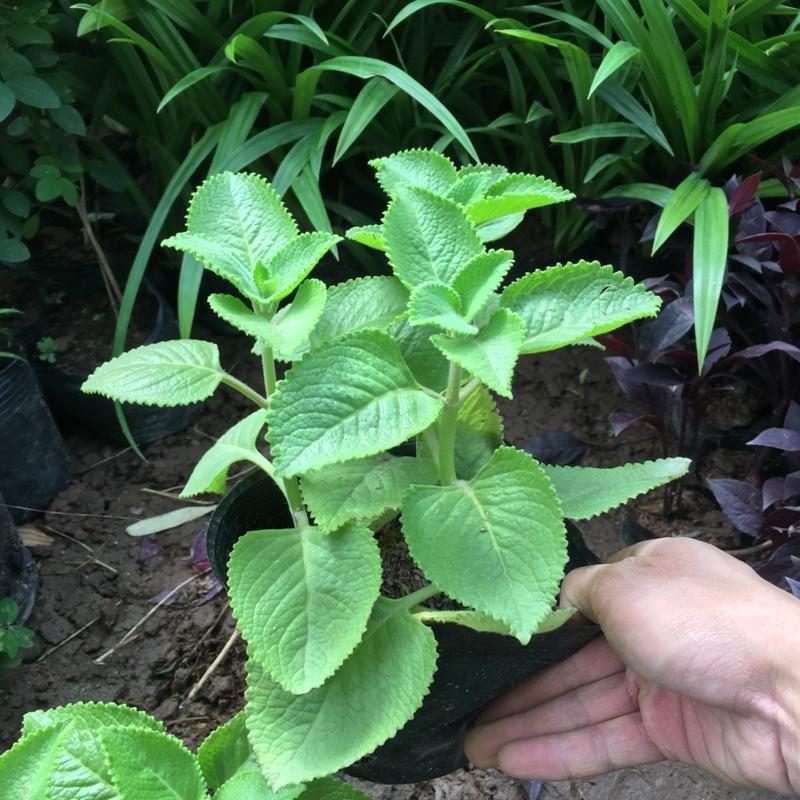 CÂY HÚNG CHANH - CÂY GIA VỊ HƯƠNG THƠM
