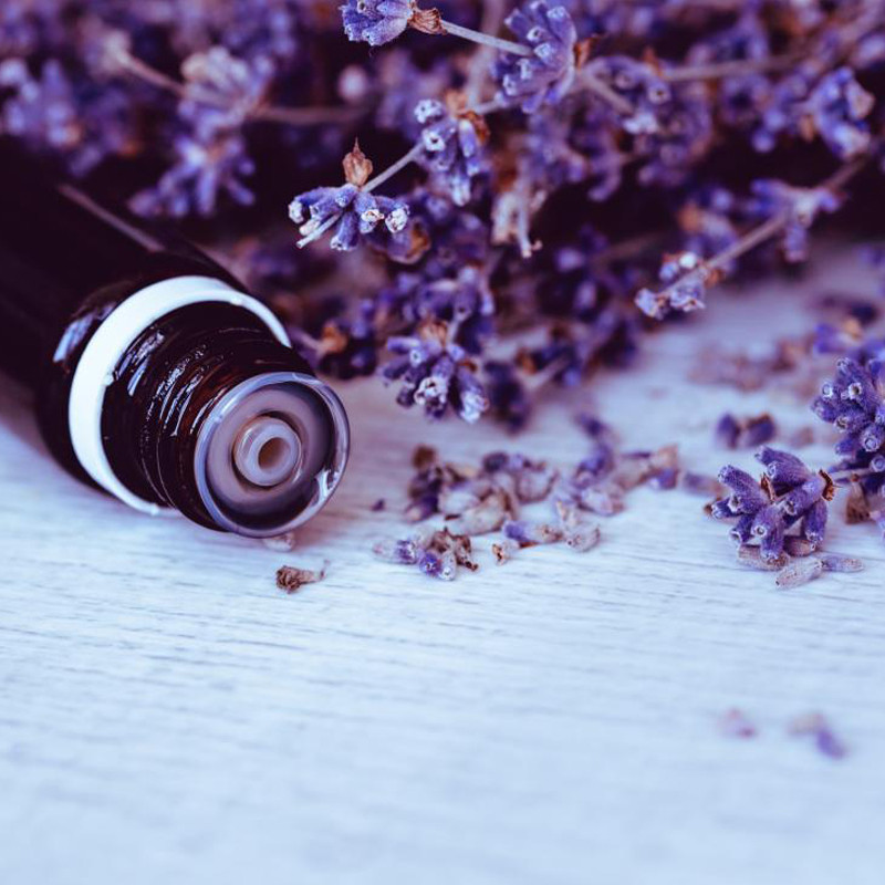 Tinh Dầu Oải Hương Leviter 10ml Treo Phòng, Tủ Quần Áo, Giúp Khử Mùi, Thơm Phòng Hiệu Quả