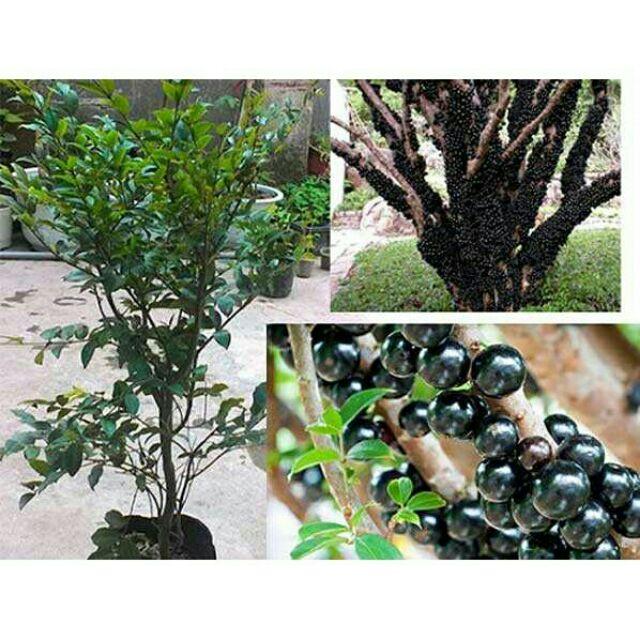 Cây đẹp, Cây nho thân gỗ loại nhớ cao 80cm