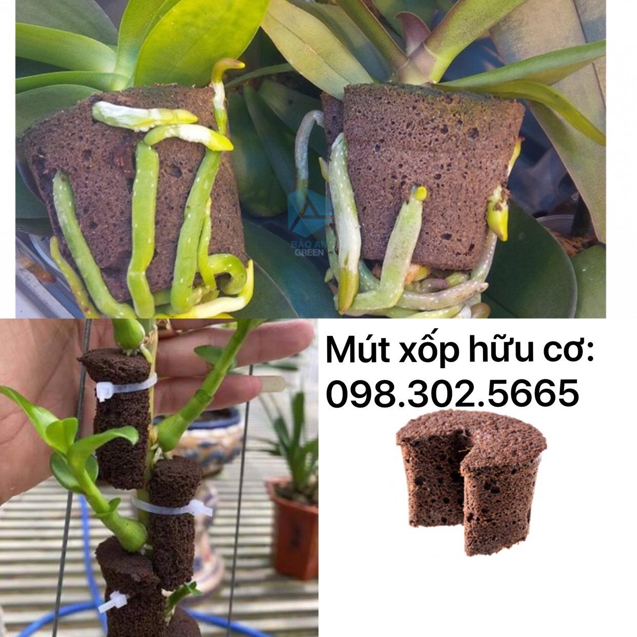 Viên mút ươm kie hữu cơ dành cho hoa lan Peatmoss Hà Lan chính hãng