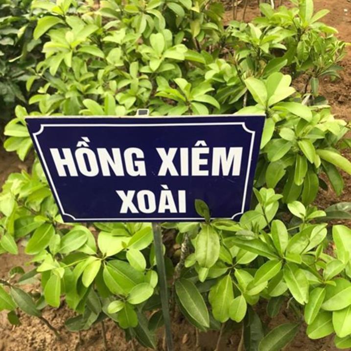 Cây giống hồng xiêm xoài