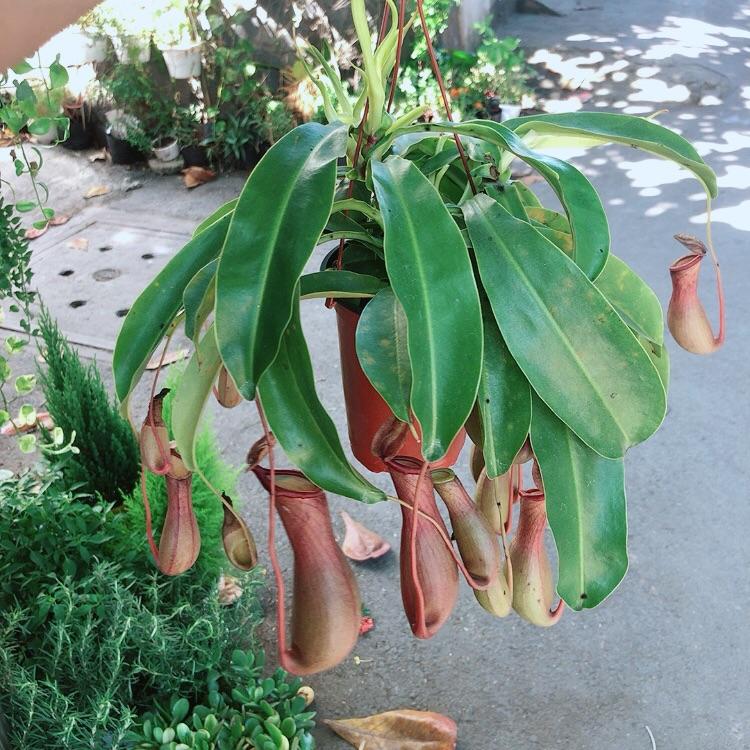 Chậu Cây Nắp Ấm