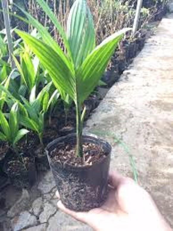Cây giống CAU TỨ QUÝ - Giống chuẩn F1