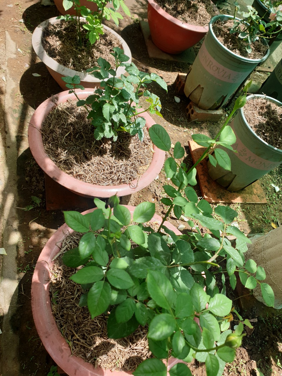 Phân rơm hoai mục - Gói 5dm3 phân rơm